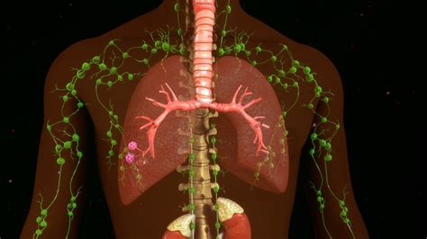 Lymph Nodes Stock Photo Download Image Now Istock
