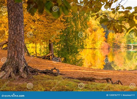 The Shore Of A Lake In An Autumn Park The Colored Foliage Of Trees