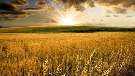 Fresh Golden Wheat Field 1080p Wallpaper Field Wallpaper Landscape
