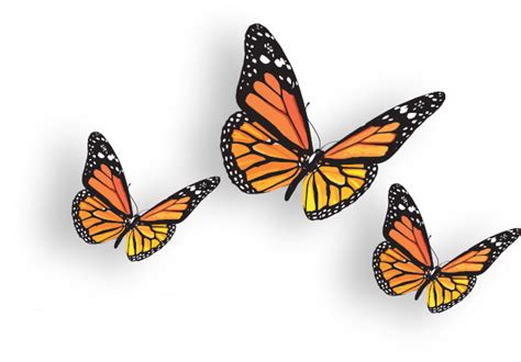 Monarch Butterfly Transparent Background Png