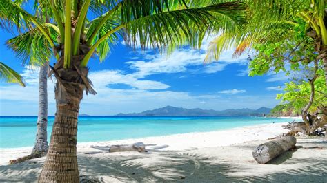 X X Tropics Beach Sand Palm Trees Wallpaper Coolwallpapers Me