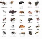 Photos of Uk Pest Identification