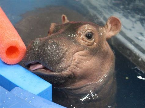 Fiona A Preemie Baby Hippo Baby Hippo Fiona The Hippo Cute Hippo