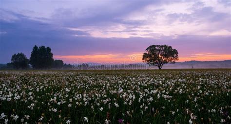 Amazing Sunset Over The Field Of Beautiful Yellow Wild Daffodils Stock