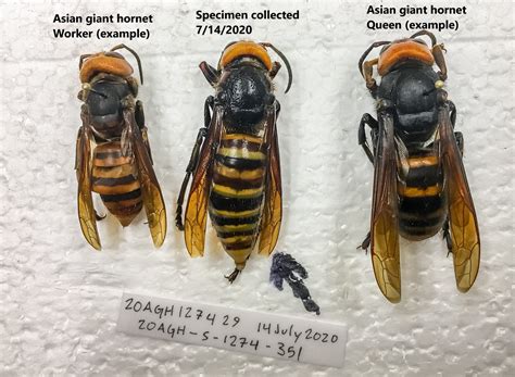 A Murder Hornet Has Been Trapped In Washington State For The First Time News