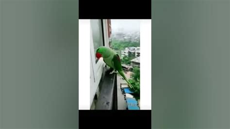 speaking parrot calling her mommy youtube