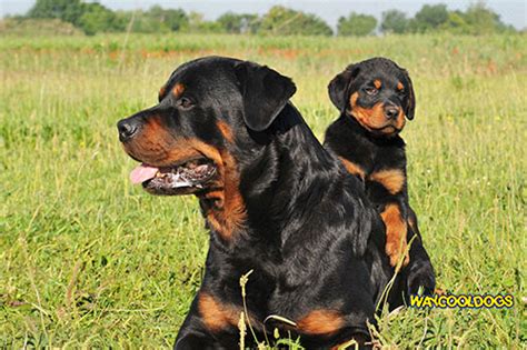 The Guard Dog How To Choose A Breed With Correct