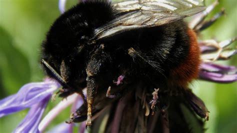 Black Carpenter Bees All You Need To Know About The Big Black Bee