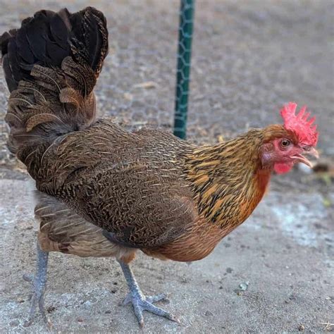 Penedesenca Chicken Appearance Temperament Eggs And Raising Tips In