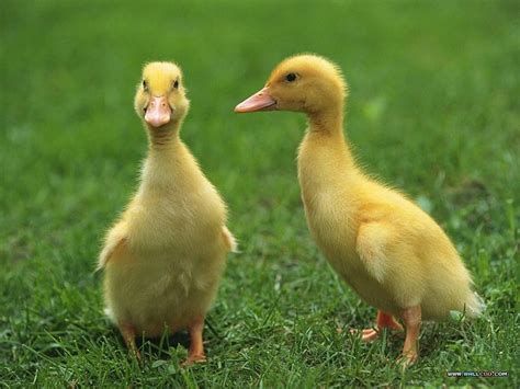 Baby Ducks