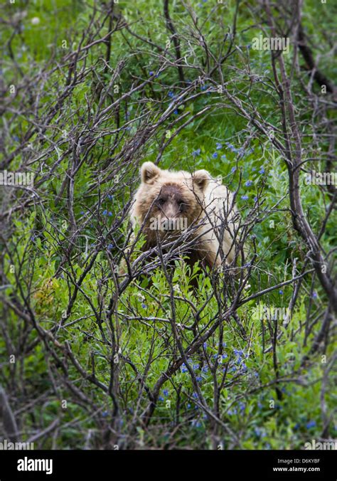 Grizzly Bear Ursus Arctos Horribilis Near Cathedral Mountain Denali