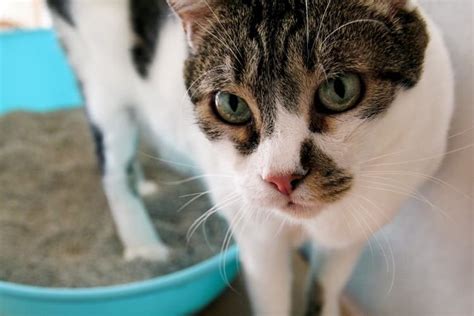 Let the scent remain as a reminder to your kitten later. How To Train a Cat To Use a Litter Box - Pet Life Today