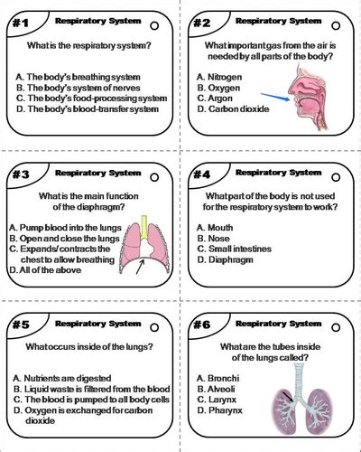 Respiratory System Task Cards Teaching Resources