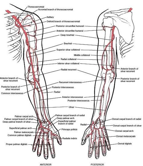 Anatomia Das Arterias Em D Membro Superior Images