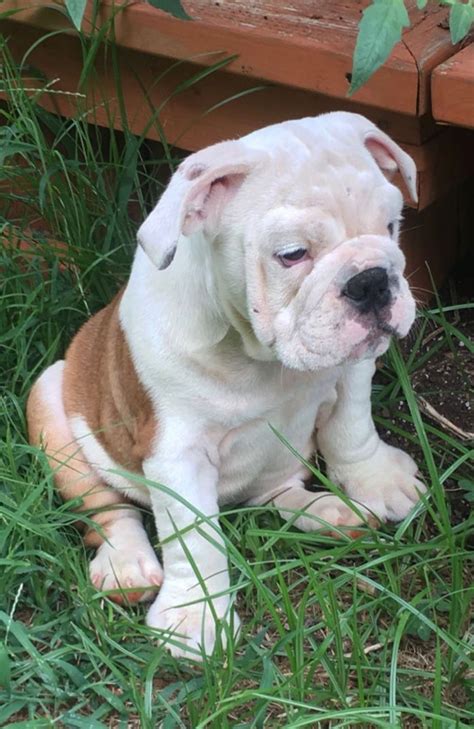 Interested in finding out more about the english bulldog? English Bulldog Puppies For Sale | Peachstone Way Northeast, GA #307343