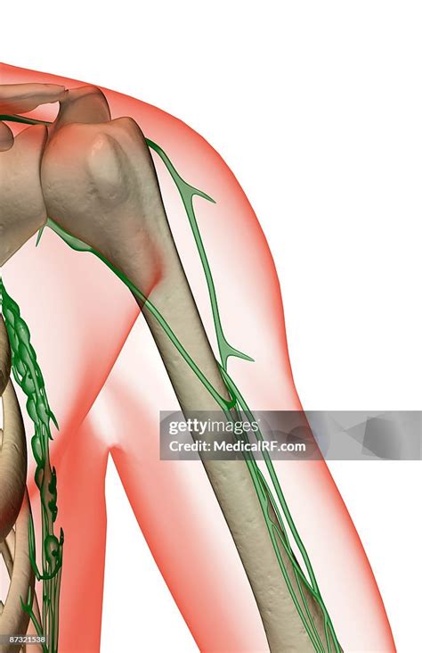 The Lymph Supply Of The Shoulder High Res Vector Graphic Getty Images