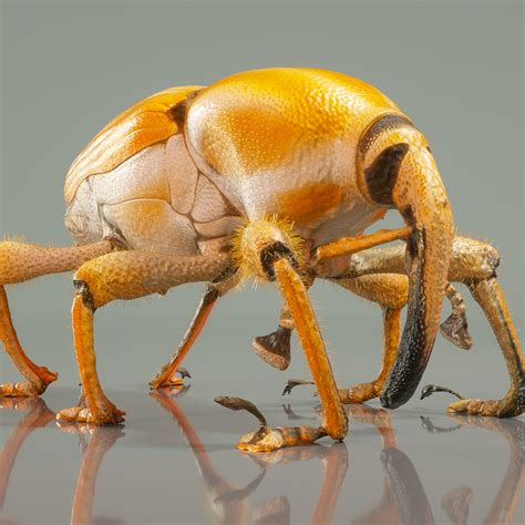 Whos Into 3d Scanning Insects The Insect Collectors Forum