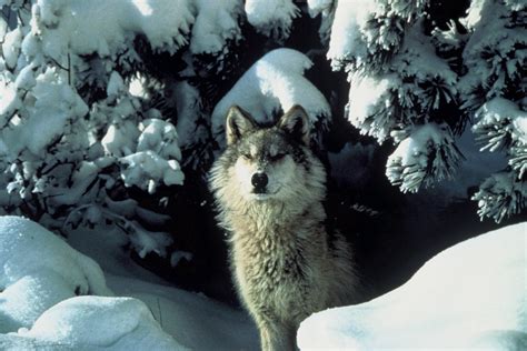Wolf In Snow Free Stock Photo Public Domain Pictures