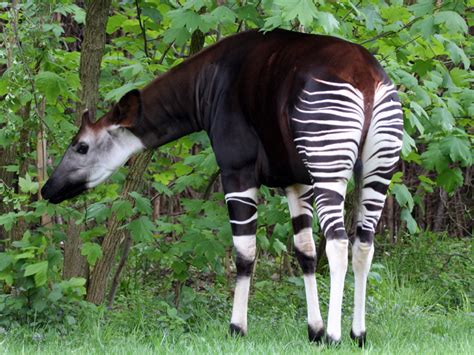 The installers for the runtime executables of okapi's tools are L'okapi : à peine découvert... déjà menacé... - Animalhisto