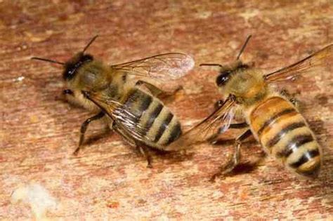 A Guide To The Different Types Of Honey Bees Mother Earth Living