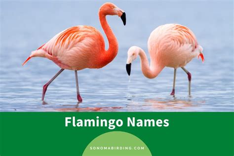 300 Cutest Flamingo Names Youll Melt Over Sonoma Birding