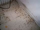 Cockroach Droppings Photos