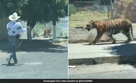 Men Run After Escaped Tiger Throw Lasso To Capture It In Bizarre Video
