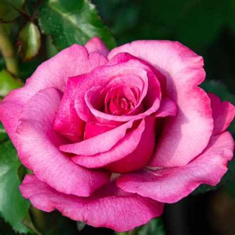 Barbra Streisand Hybrid Tea Rose Hybrid Tea Roses Edmunds Roses