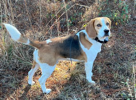 BLACKWATER BEAGLES - Beagle Puppies for Sale in Saint George, GA | AKC