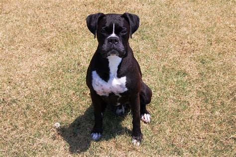 Akc Black Boxer Champion Boxer Puppy For Sale In Texas Boxer Breeder
