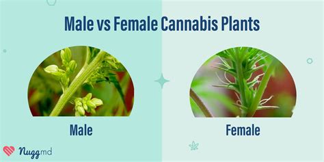 cannabis sexing how to tell male v female plants nuggmd