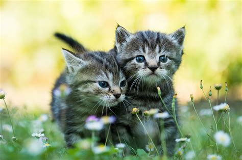 Baby Animals Kittens Cat Wallpapers Hd Desktop And Mobile Backgrounds
