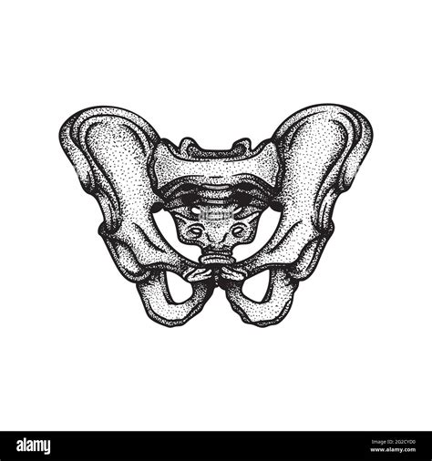 Pelvis Human Pelvis Bone Hand Drawn Vector Illustration Part Of Human