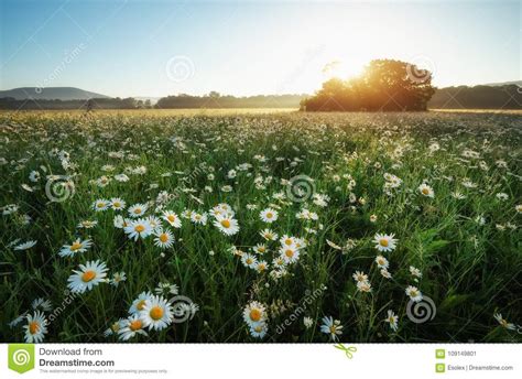 Daisies In The Field Near The Mountains Meadow With Flowers At Stock