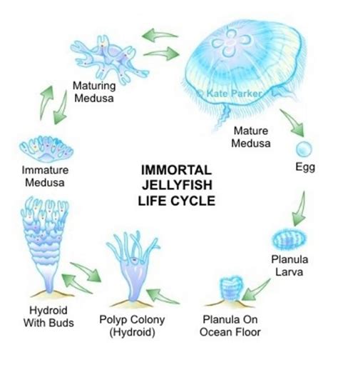 The Immortal Jellyfish Facts And Photos Hubpages