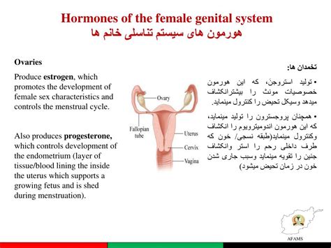 Ppt Genitourinary System And Sex Hormones سیستم تناسلی وهورمون های