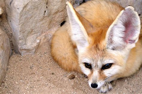 Fennec Fox By Floridapfe From Kim In Cherl Ph
