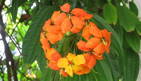 Bahar flowering time period of harvest bangalore, nagpur, pune and ahmedabad. Bangalore Flowering Trees in Public Parks Karnataka