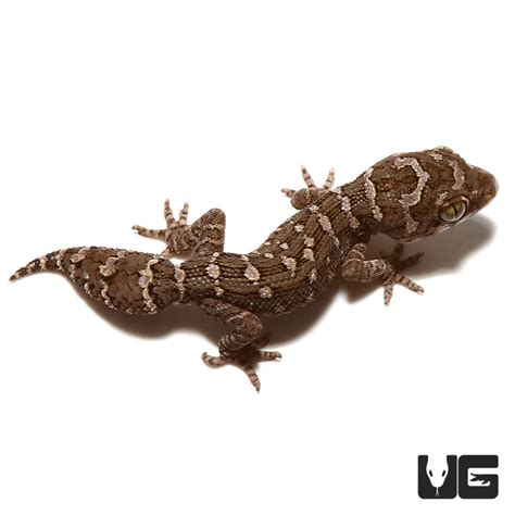Baby Viper Geckos Teratolepis Fasciata For Sale Underground Reptiles