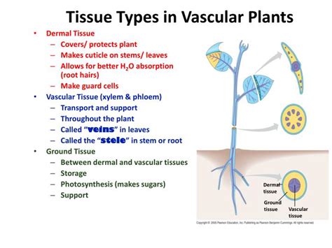 Tracheids are long, thin tubes found in most vascular plants, while vessels are large. PPT - Plant Structure (Leaves, Stems, Roots) PowerPoint ...