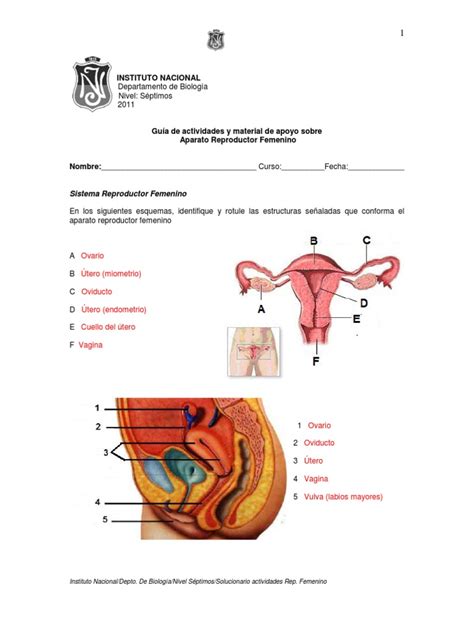 Aparato Reproductor Femenino Pdf Ciclo Menstrual Menstruación
