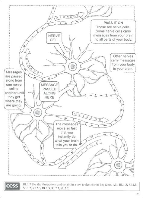 Anatomy And Physiology Coloring Pages At Free