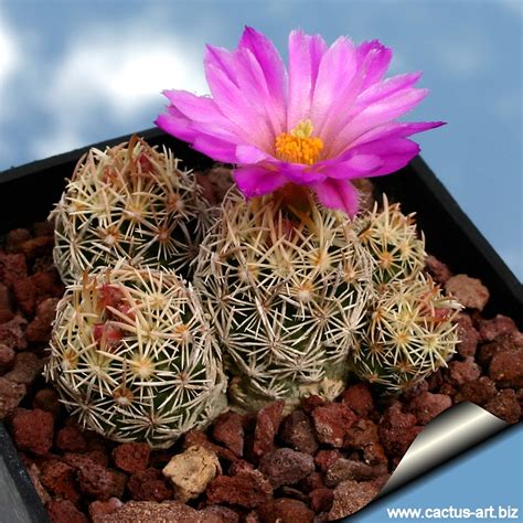 Very little is known about in the lush, tropical regions of mexico, south america and some caribbean islands, tall columnar cactus. Escobaria minima SB423 Brewster Co, TX