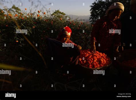 A Nepalese Woman Collects Marigold Flowers From Her Field For The