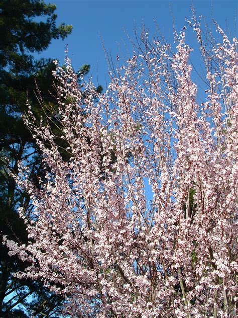 The plum/apricot crosses have a higher sugar content than either plums or apricots, without the tartness. Cherry Plum | Garten pflanzen, Garten, Pflanzen