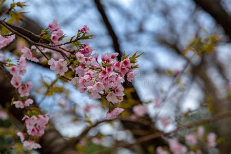 Sakura Flower And Cherry Blossoms Stock Photo Image Of Outdoor Botany