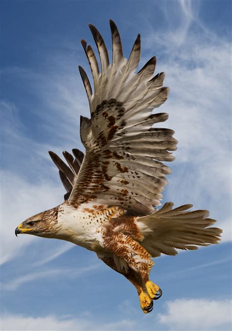 I felt a deep sense of obligatiin of protect these baby animals.feels like its symbolic and connected to my my wife had a dream of a black rabbit in a bar that was called the big boston. Symbolic Hawk Meaning and Hawk Totem on Whats-Your-Sign