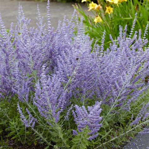 Deep infrequent water • fertilizers: Van Zyverden Blue Perovskia Russian Sage Roots (3-Pack ...