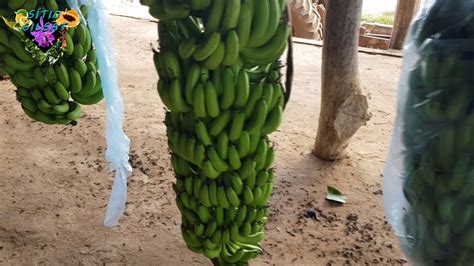 Quanto Pesa Um Cacho De Banana