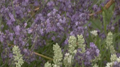 Gardening Tips How To Grow Lavender Plants Youtube
